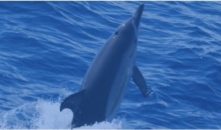 Saluto del delfino